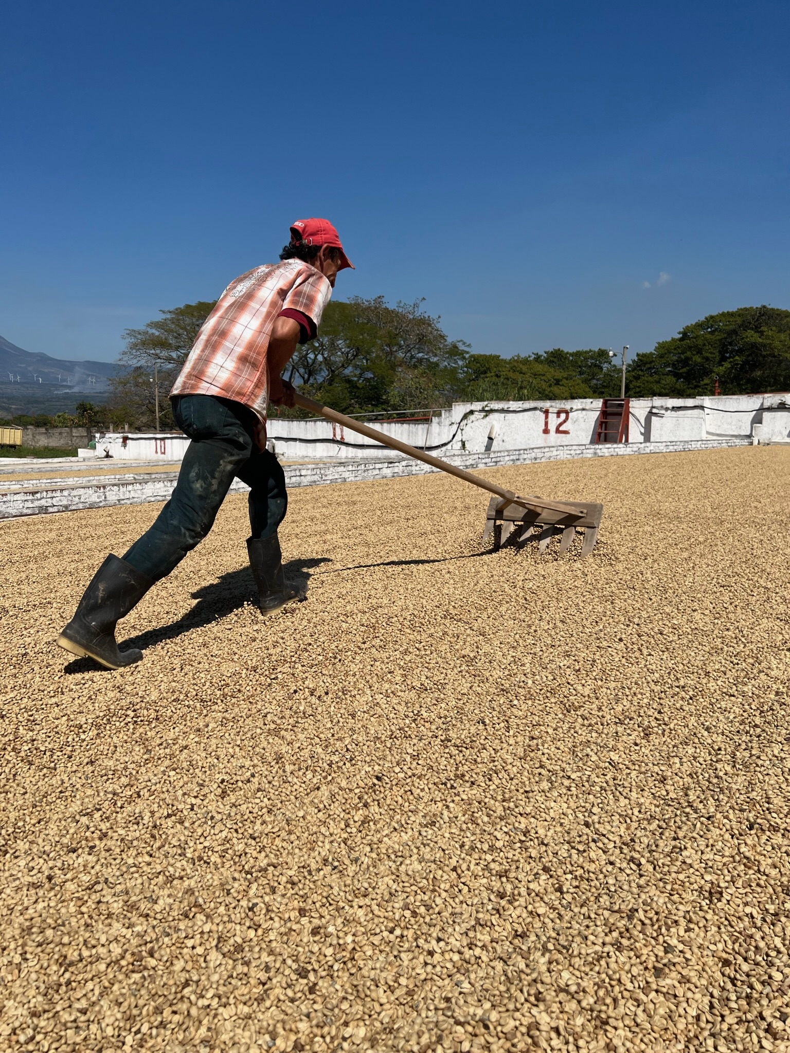 Worker raking coffee on the drying patio at Finca Argelia
